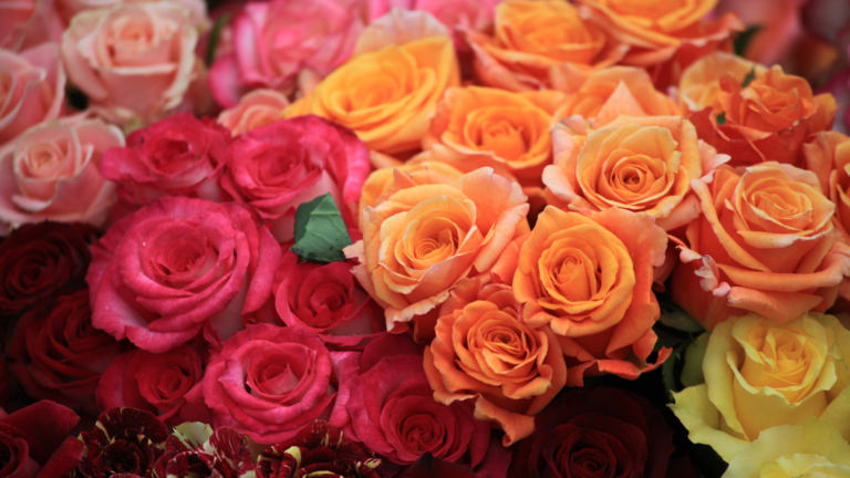 Roses Meaning & Symbolism: What Roses Signify